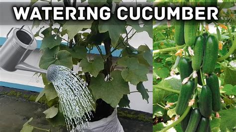 Watering Cucumbers When To Water How To Water Cucumber Youtube