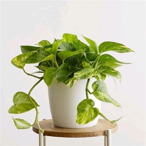 Jual Sirih Gading Sri Gading Devil S Ivy Pothos Tanaman Hias