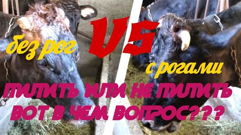 Обезвоживание Коровы!Рога у Коровы Пилить???или Не Пилить??? - YouTube