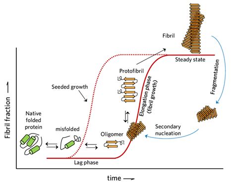 Illustration Of Amyloid Protein Fibrillation Pathway A Nucleus Is