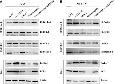 Frontiers Letm1 Knockdown Promotes Autophagy And Apoptosis Through