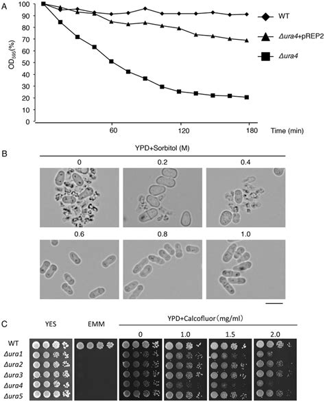 Cell Wall Integrity Is Impaired In The Ura Deletion Mutant When Grown