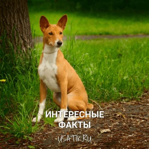 БАСЕНДЖИ: Фото, описание, характер, цена собаки, отзывы
