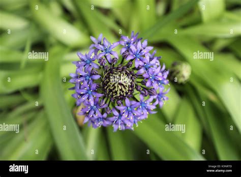 Purple Cluster Of Flowers Stock Photo Alamy