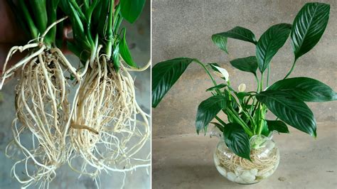 How To Grow Peace Lily In Water For Beginners Jonh Ideas Youtube