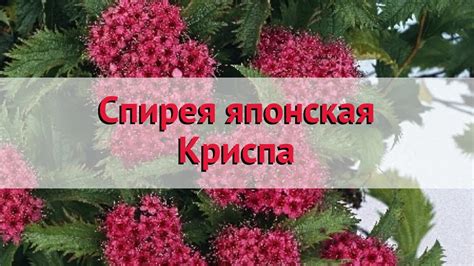 Спирея японская Криспа 🌿 Обзор: посадка и уход. саженцы спиреи Криспа ...