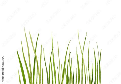 Watercolor drawing green grass Stock Illustration | Adobe Stock