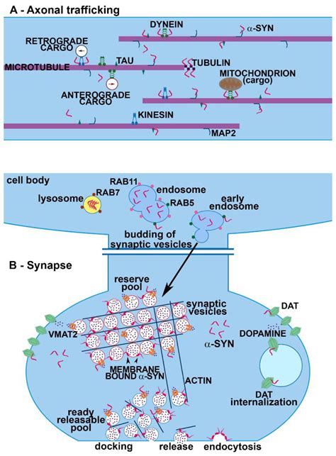 Ijms Free Full Text Living In Promiscuity The Multiple Partners Of