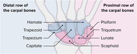 Carpal Bones With Hand Palm Skeletal Structure And Anatomy Outline ...