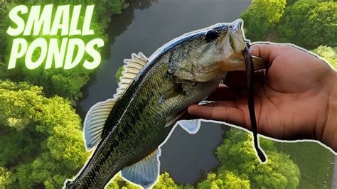 Fishing Small Ponds For Bass With Finesse Tactics YouTube