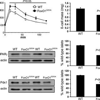 Ppar Regulates Pc Gene Expression In Cells A Representative