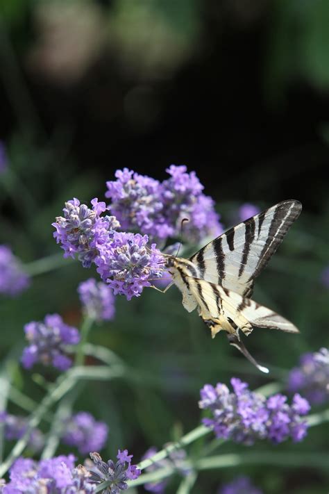 Lawenda Kwiat Swallowtail Motyl Darmowe zdjęcie na Pixabay Pixabay