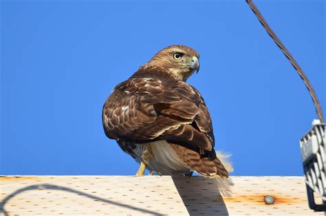 Red Tailed Hawk Virginia Red Tailed Hawk Buteo Jamaicens Flickr