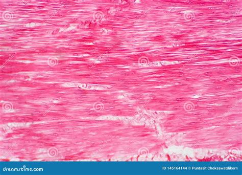 Histology Of Human Smooth Muscle Under Microscope View Stock Photo