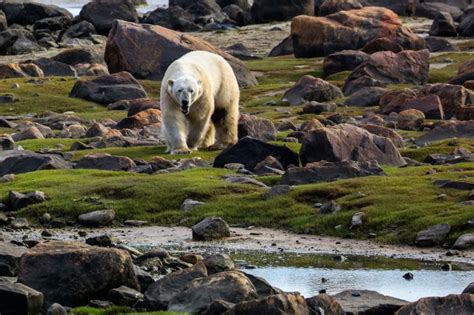 When To See Polar Bears, Belugas, and Northern Lights in Churchill, Canada