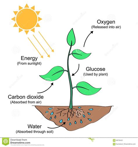 Ejemplo De Proceso De La Fotosíntesis Ilustración Del Vector