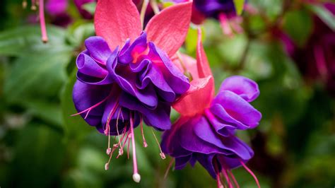 Wallpaper Purple Fuchsia Flowers Macro Photography Petals 1920x1200