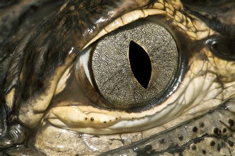 American Alligator Eye Stock Image C0083371 Science Photo Library