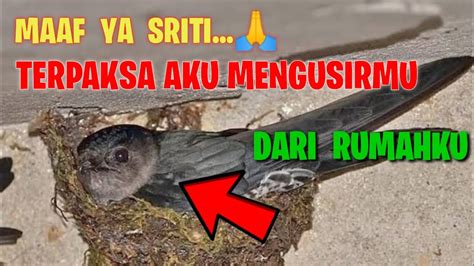 Begini Cara Halus Mengusir Burung Sriti Dari Rumah Part Youtube