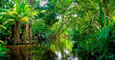 La Selva Del Amazonas El Pulmón Del Mundo Sgk Planet