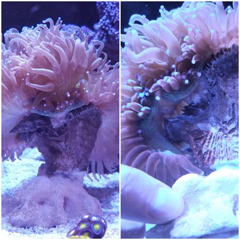 Do hermit crabs eat coral? : r/ReefTank