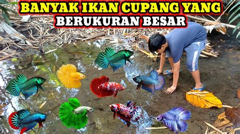 Mencari Ikan Cupang Di Air Jernih Yang Surut Youtube