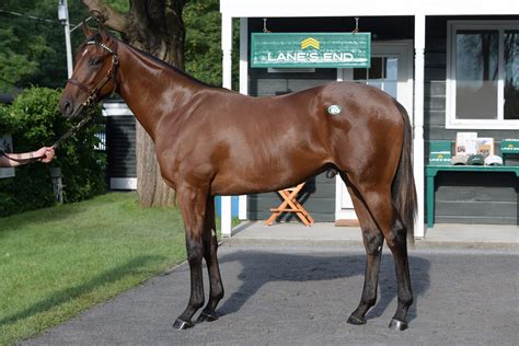 Flightline - West Point Thoroughbreds