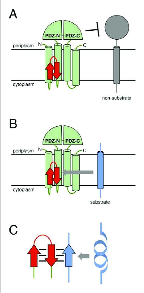 A Model Describing The Function Of The Mre Loop A The Periplasmic