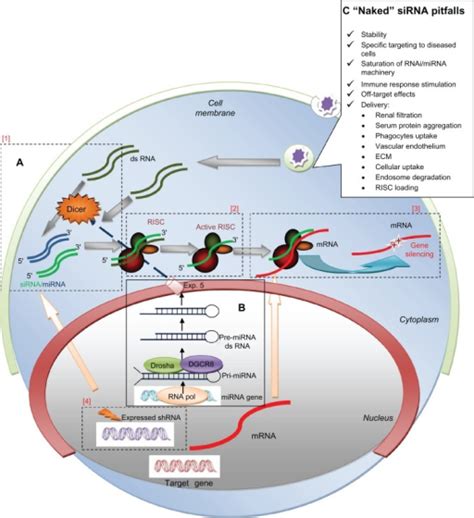 Rnai Mirna Pathway Schematization And Major Challenges Open I