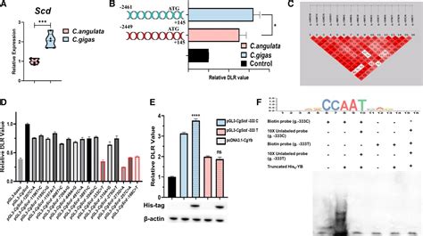 Figure 2 From Cis And Trans Variations Of Stearoyl CoA Desaturase