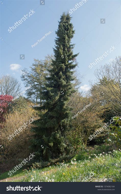 Weeping Serbian Spruce Tree Picea Omorika Stock Photo