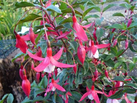 Fuchsia Madame Cornelissen