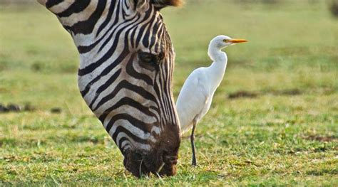 3 GIORNI NEL TARANGIRE MANYARA Spassoso Safaris Organizzazione