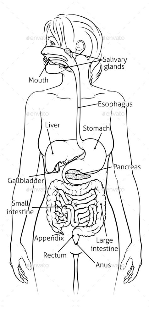 Human Digestive System Woman Anatomy Diagram In Human Digestive