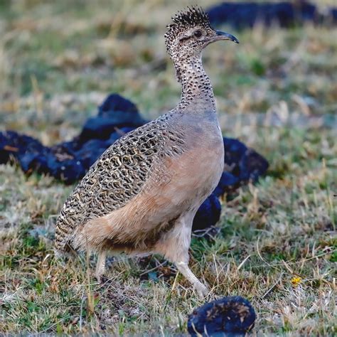 ornate tinamou birdforum