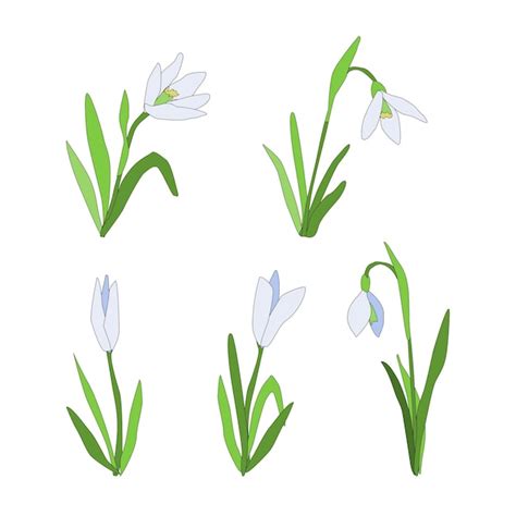 Schneeglöckchen gesetzt frühlingszeit blume vektor llustration