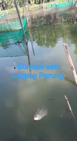 Mancing Gurame Di Setu Cogreg Parung Bogor Mancing Strike Youtube