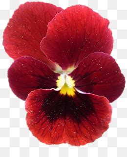 Pansy Guindastesbill Planta Anual png transparente grátis