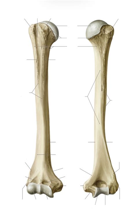 Humerus Diagram Quizlet