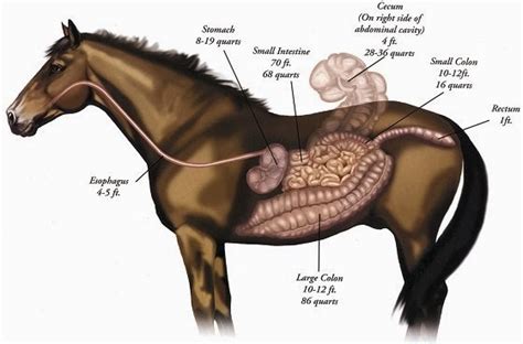 The Aspiring Equestrian: Understanding a Horse's Digestive System