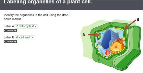 Identify The Organelles In The Cell Using The Drop Down Menus Label A