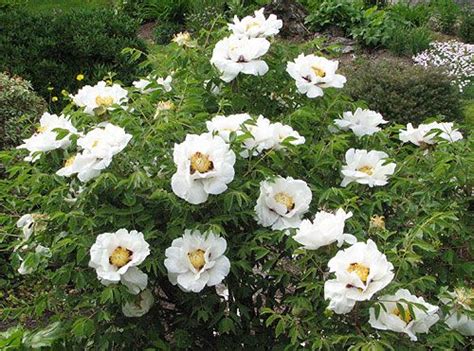 Buskpion Paeonia suffruticosa Trädgård i skugga Trädgård Utomhus