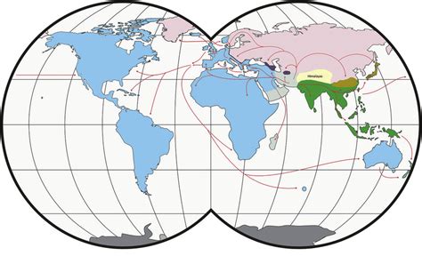 Worldwide Distribution Of Mus Musculus Mouse Subspecies Colors Download Scientific Diagram