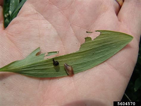 Gastropods Slugs Snails Class Gastropoda