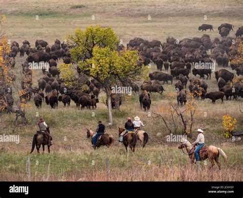 Riders move the bison herd, Custer Buffalo Roundup, Custer State Park ...