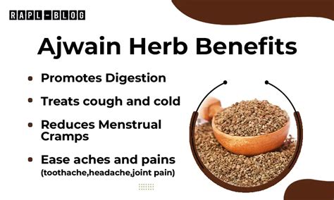 Ajwain An Ayurvedic Herb Properties Health Benefits And Usage