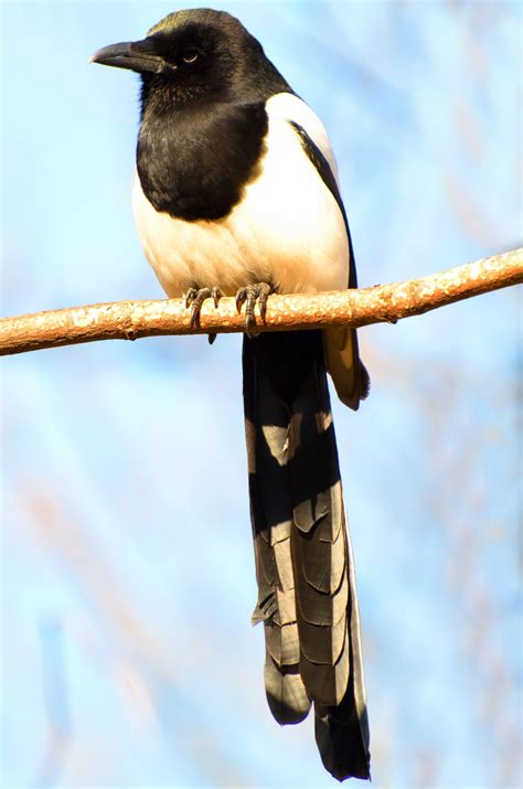 Free Images : branch, field, wildlife, beak, biodiversity, fowl, fauna ...