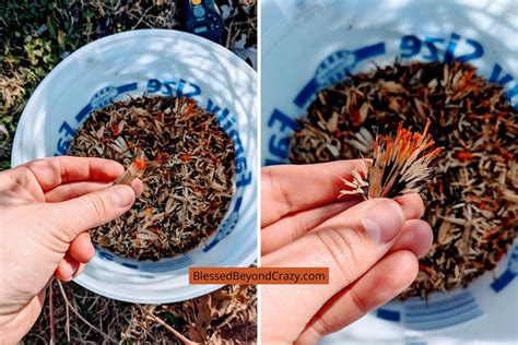 How To Harvest Marigold Seeds Blessed Beyond Crazy