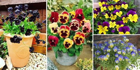 26 Best Types Of Pansies Most Beautiful Pansy Varieties