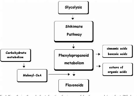 Pdf Phenolic Compounds And Their Antioxidant Activity In Plants